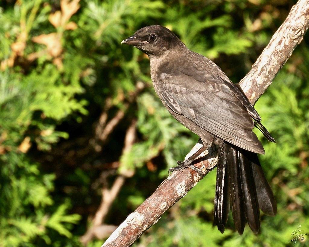 Common Grackle / Quiscale bronzé ( Juvénile ) by Eric Bégin is licensed under CC BY-NC-ND 2.0